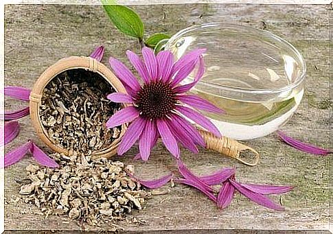 Echinacea tea to cleanse the lymphatic system