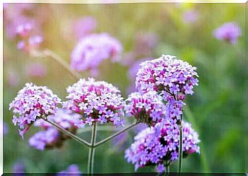 Description, characteristics and uses of verbena