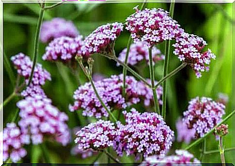 Purple flowers of the verbena plant