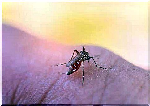 A mosquito on a body part