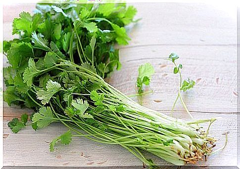 body odors fresh coriander