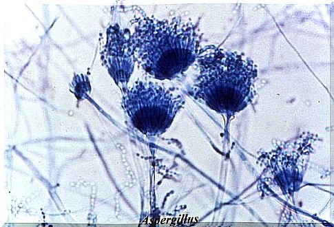 Aspergillus