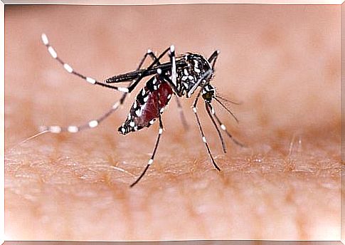 Preventing mosquito bites with vitamin B1 