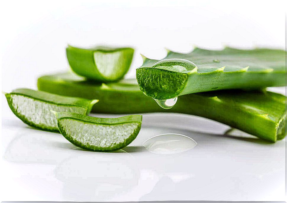 aloe vera leaves