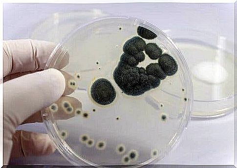 Culture of bacteria