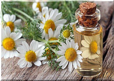 chamomile oil