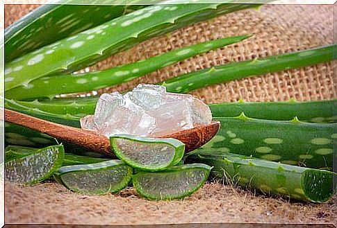 Aloe vera gel is one of the natural antibiotics unknown to many