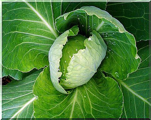 Cabbage is a gas-forming vegetable