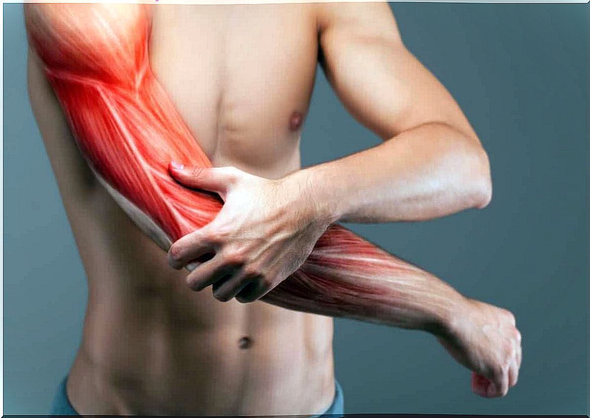 The muscles in an arm